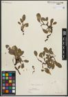 Foto von Salix reticulata L.